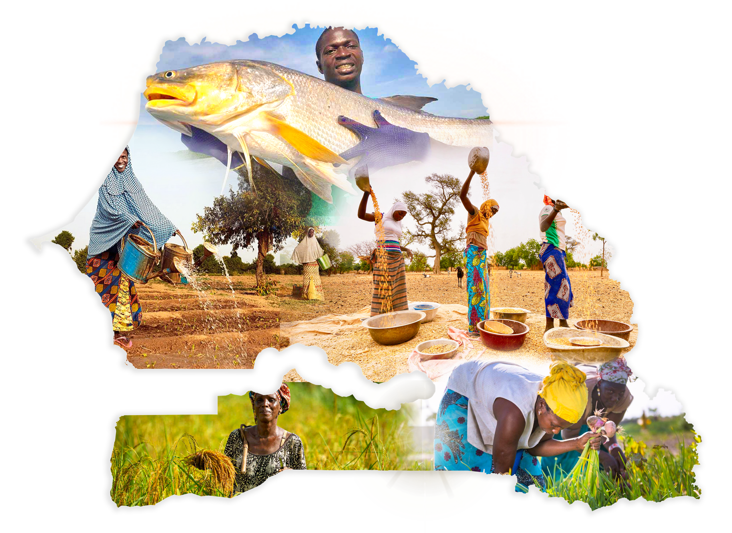senegal intvestir